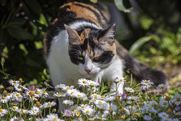 European shorthair