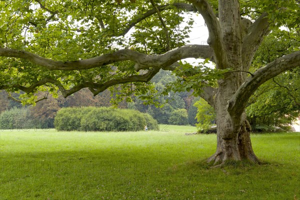 Old large plane tree