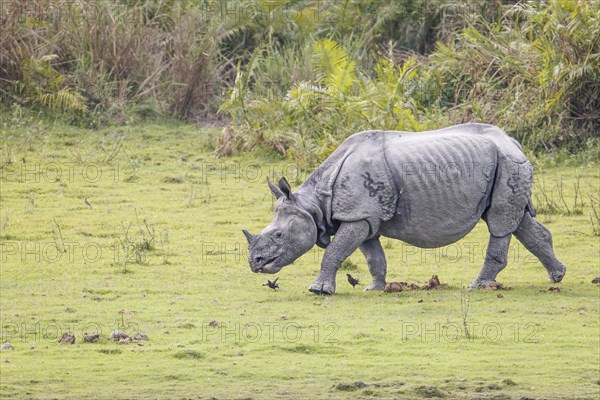 Indian rhino