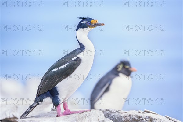 Imperial shag