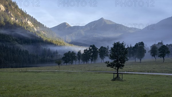 Maple trees in the fog