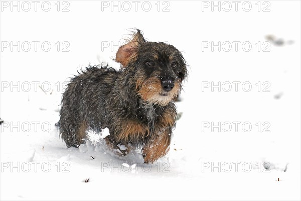 Rough-haired dachshund