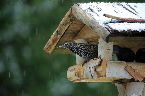 Common starling