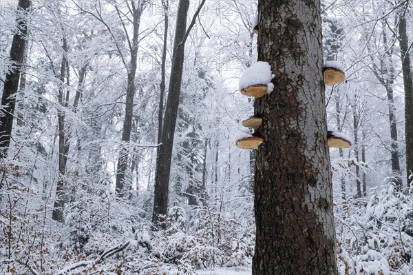 Red banded polypore