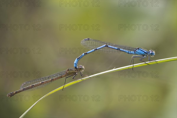 Common blue damselfly