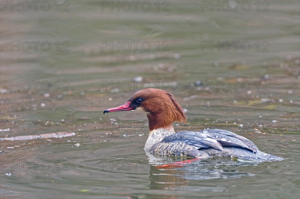 Common merganser