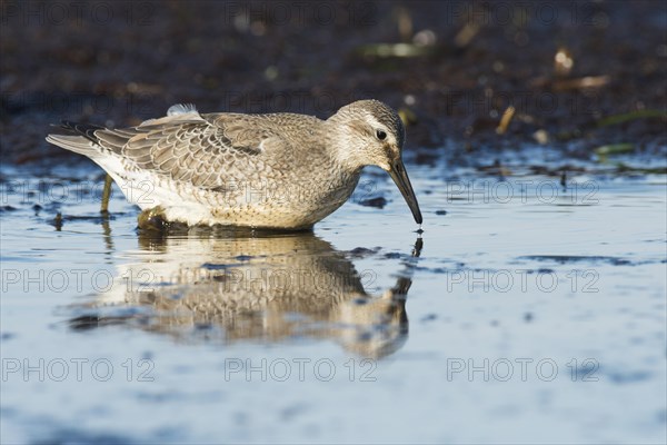 Red knot