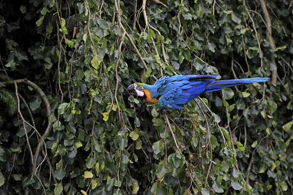 Blue and yellow macaw