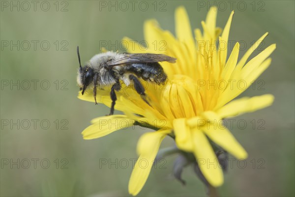 Ashy mining bee