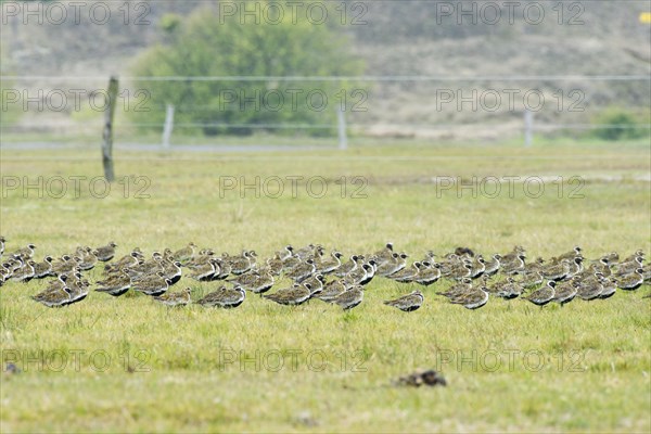 European golden plover