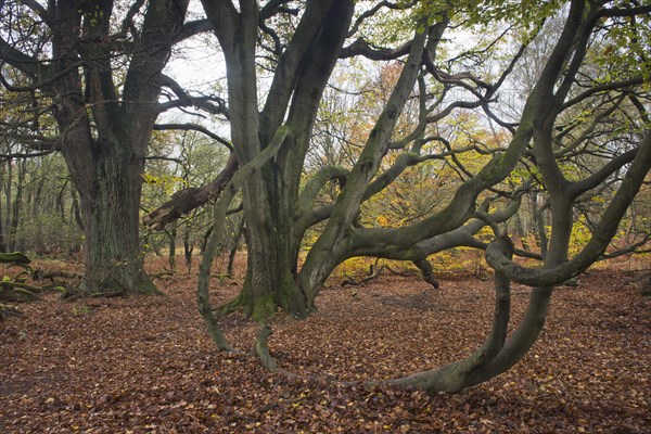 European hornbeams