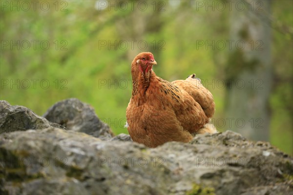 Brahma chicken