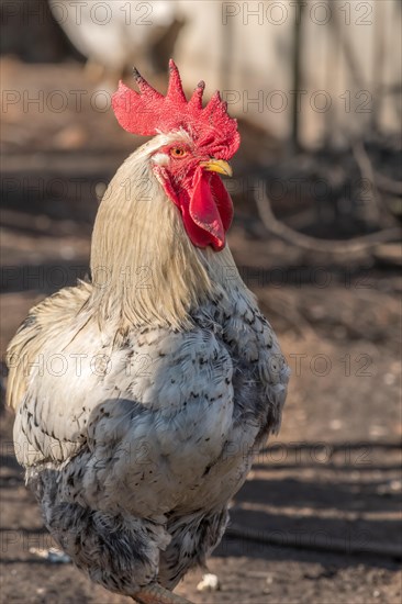 Portrait of a rooster in a chicken coop. France