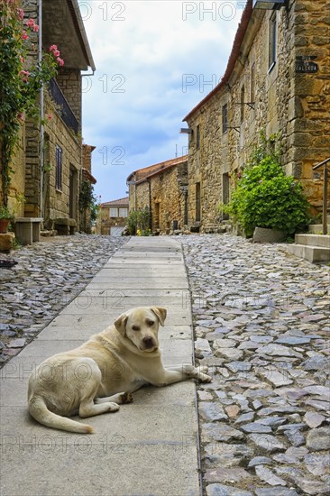 Narrow street with flowers and old stone houses
