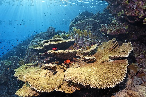 Acropora table coral