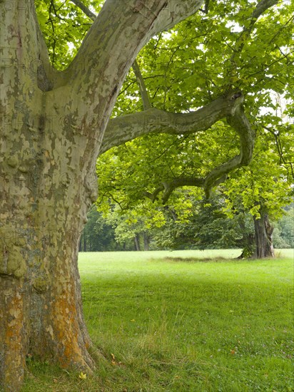 Old large plane tree