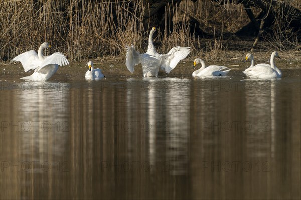 Whooper swans