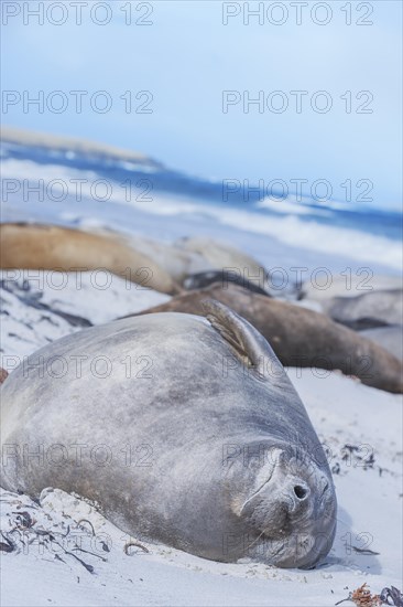 Southern Elephant Seal