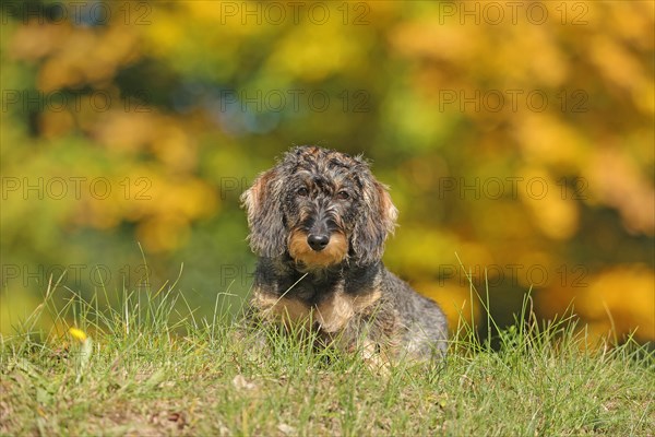 Rough-haired dachshund