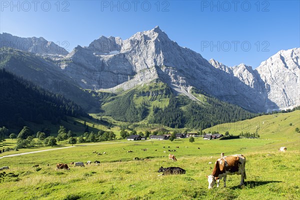 Cows on the pasture