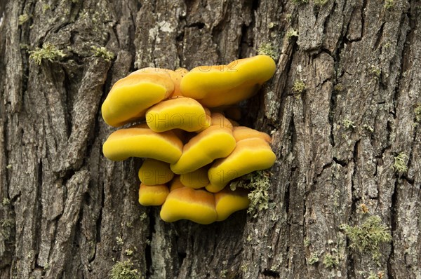 Sulphur polypore