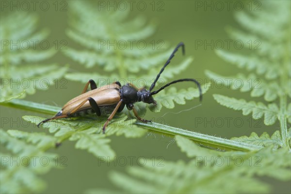 Red longhorn beetle