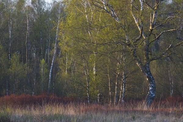 Warty birch