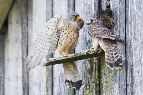 Common kestrels