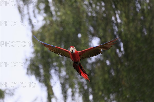 Scarlet macaw