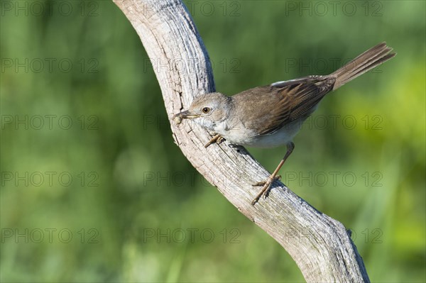 Common whitethroat