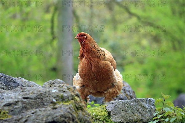 Brahma chicken