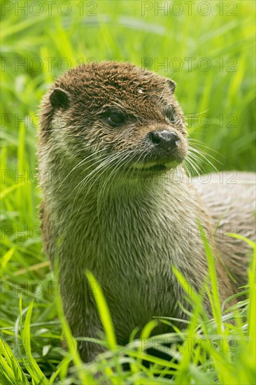 European otter