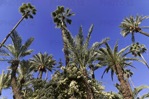 Jardin Majorelle