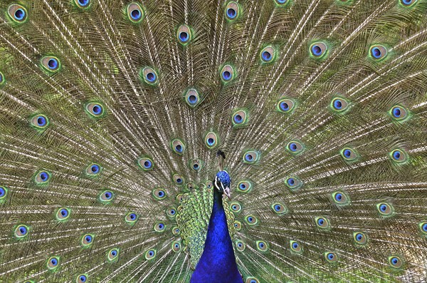 Indian peafowl