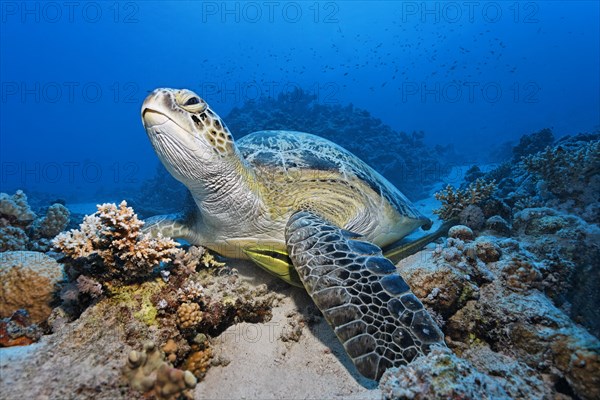 Green turtle