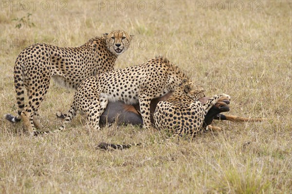 Four male cheetahs