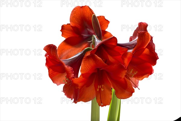 Amaryllis flowers on a white background