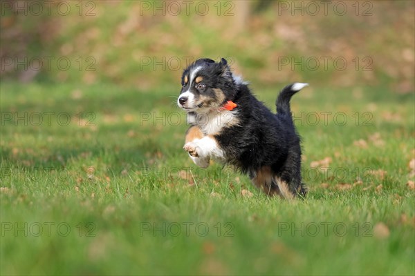 Australian Shepherd