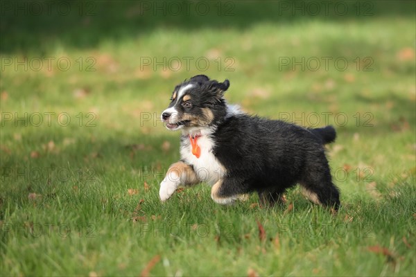 Australian Shepherd