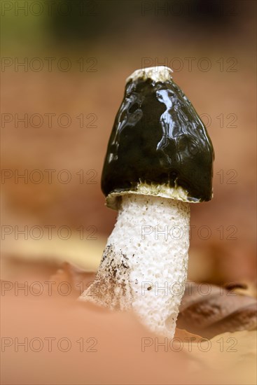 Common stinkhorn