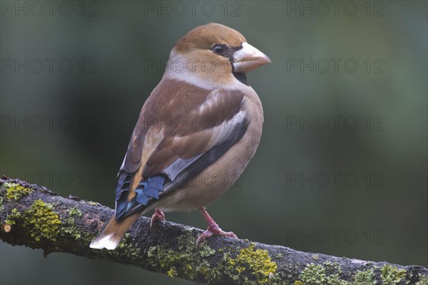 Hawfinch Photo12 imageBROKER Erhard Nerger
