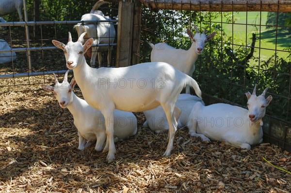 White goats