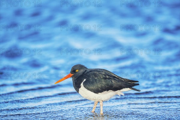 Magellanic oystercatcher