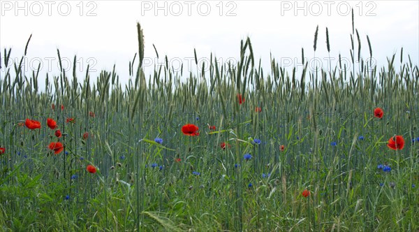 Field edge with flowering poppies at a former sewage field near Ruhlsdorf