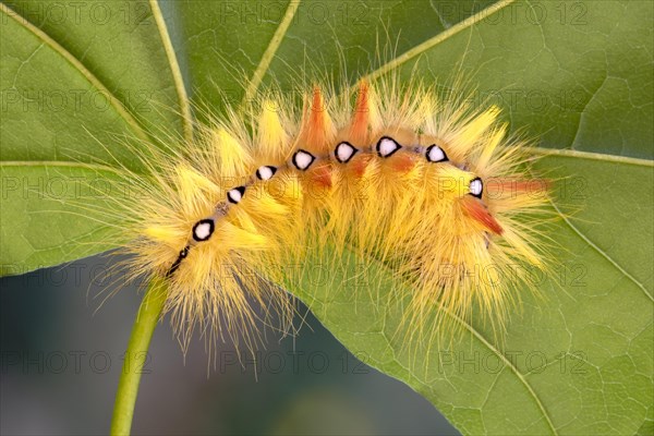 Sycamore moth