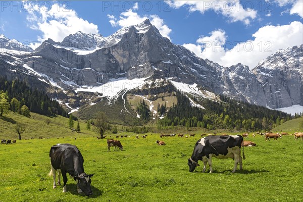 Cows on the mountain pasture in early summer