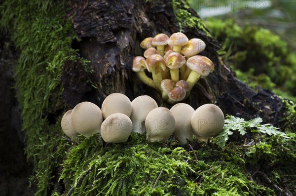 Pear-shaped puffball