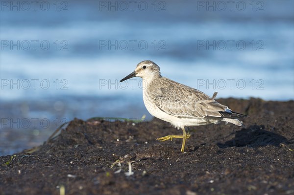 Red knot