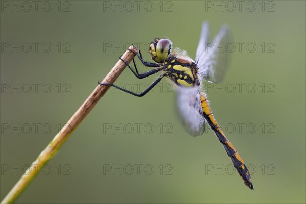 Black darter