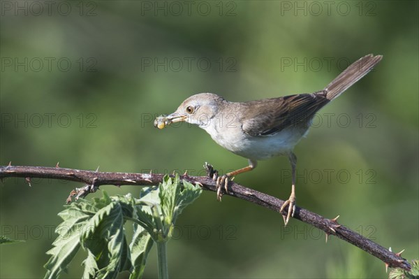 Common whitethroat